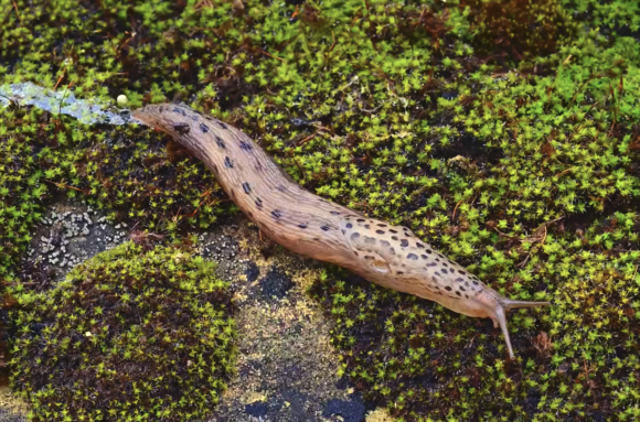 Observation d'une limace dans son milieu de vie